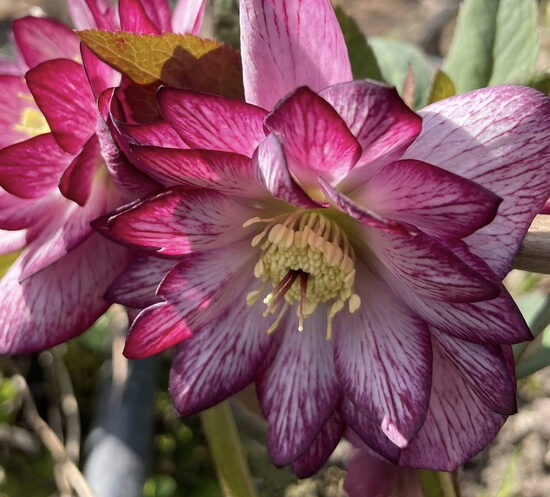   № 104  SPRING PROMISE Lily 